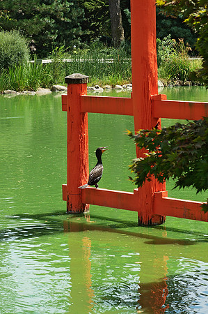 Cormorant, Brooklyn Botanic Garden