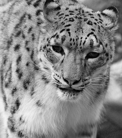 Snow Leopard, Bronx Zoo