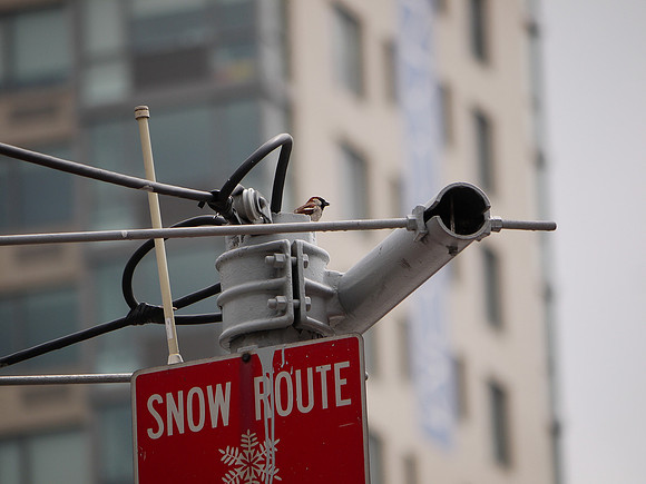 Sparrow, advertising
