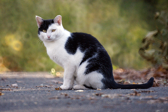 Feral cat, Central Park
