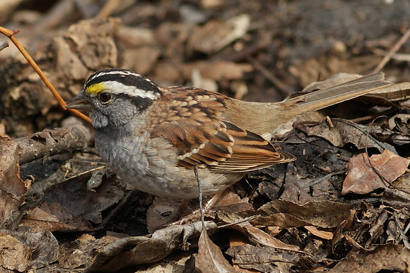 sparrow lunching (4)