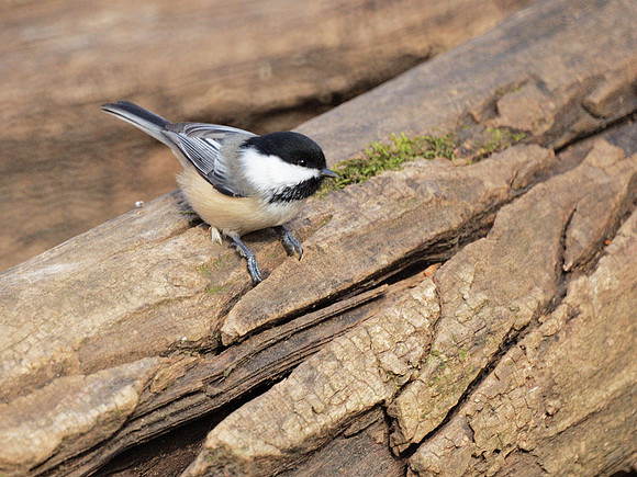 Black-Capped Chickadee, Central Park