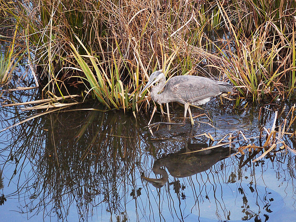 Great Blue Heron, Turtle Pond