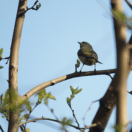 Ruby-Crowned Kinglet, Central Park