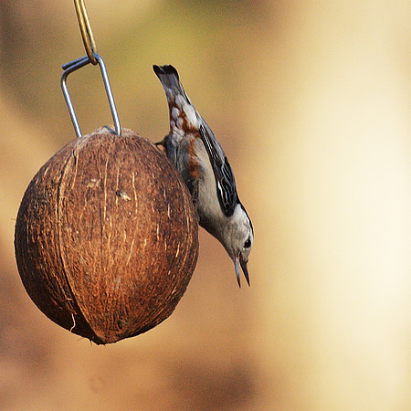 White-Breasted Nuthatch