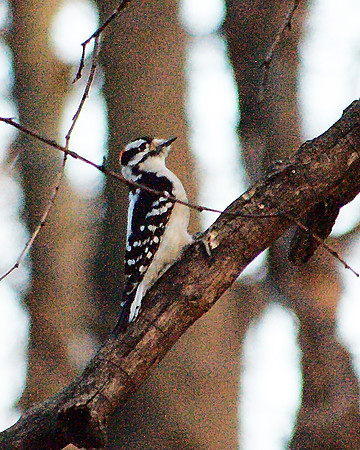 Downy Woodpecker, Cental Park