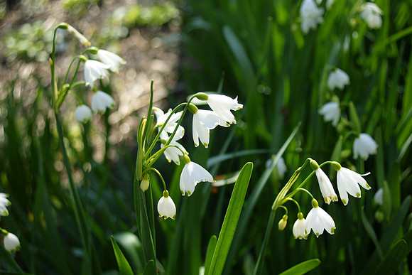 Snowdrops, Central Park