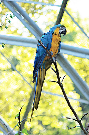Composition with Parrot