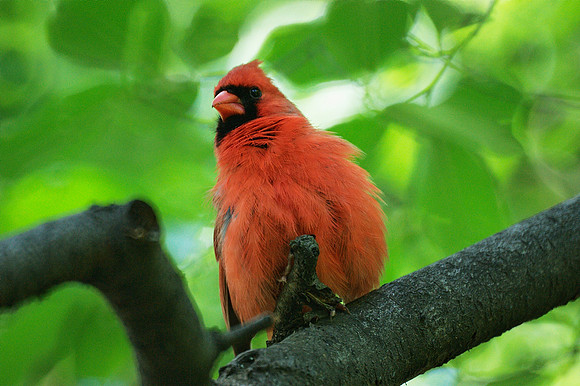Papa Cardinal
