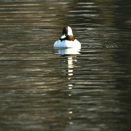 Bufflehead