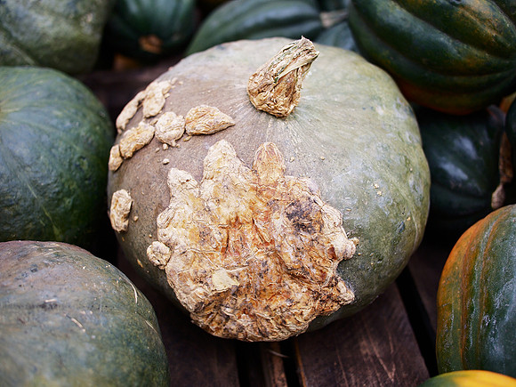 Squash