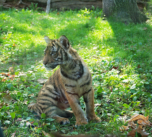 Siberian Tiger cub, Bronx Zoo