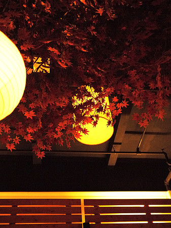 Sushi bar, Japanese Maple