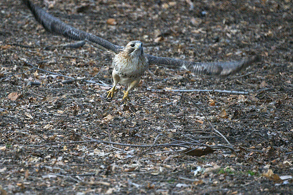 Sunday in the park with birds (5)
