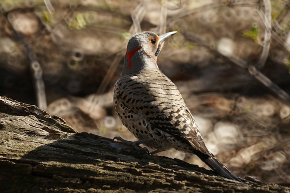 Northern Flicker, Central Park