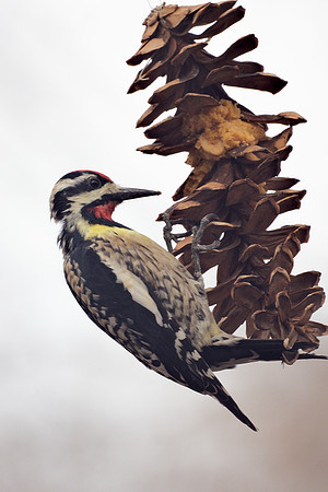 Yellow-Bellied Sapsucker, Central Park