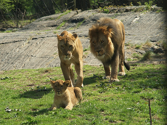 Bronx Zoo lion family