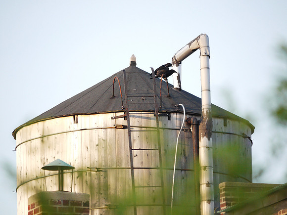 Crows on a water tower, Upper West Side