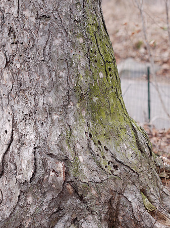 Tree drilled by woodpeckers, Central Park