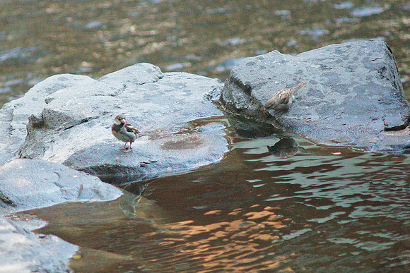 Sparrows in the Snow Monkey pool, Central Park Zoo
