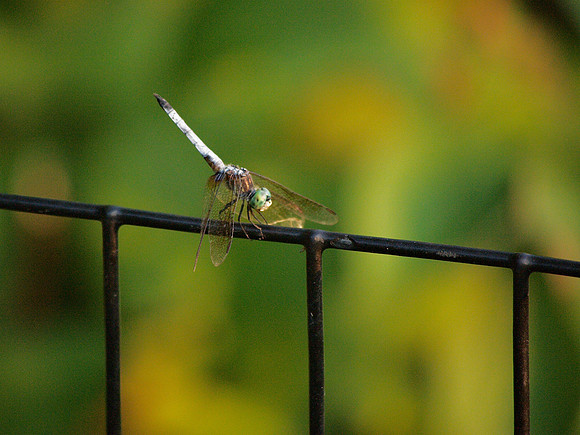 Dragonfly, Central Park