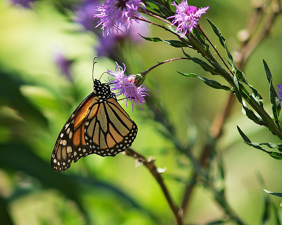 Monarch butterfly diggin' it