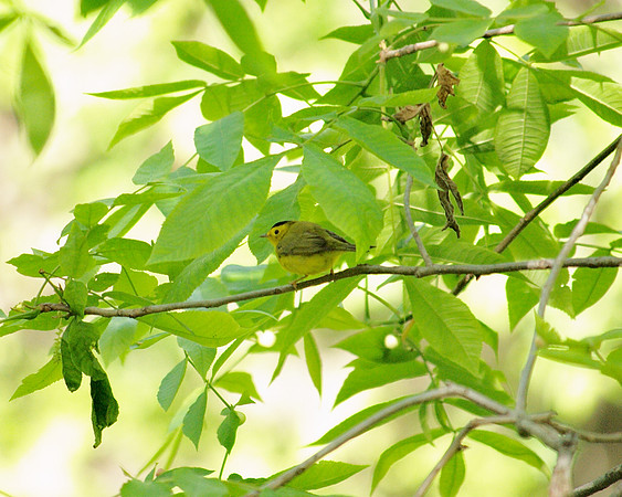 Wilson's Warbler, Central Park