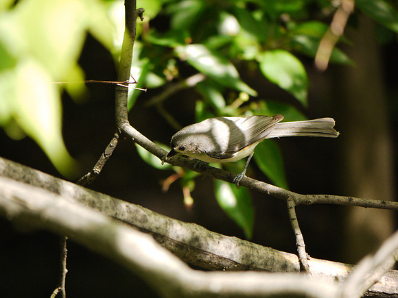 Tufted Titmouse, Central Park