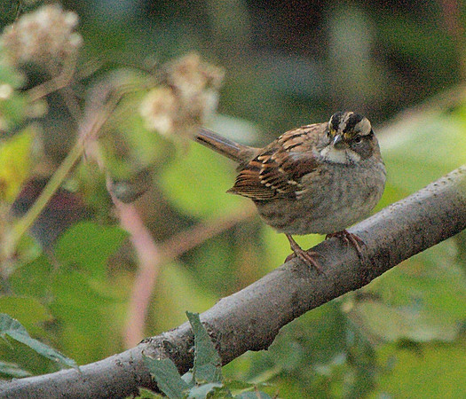 White-Throated Sparrow, Central Park