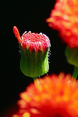 bursting forth