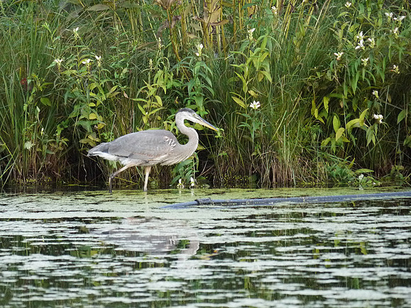 Great Blue Heron, Turtle Pond