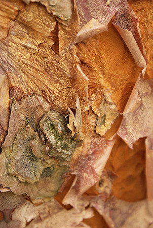 close-up paper bark