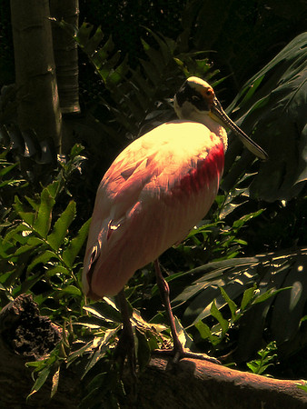 My Friend, the Spoonbill