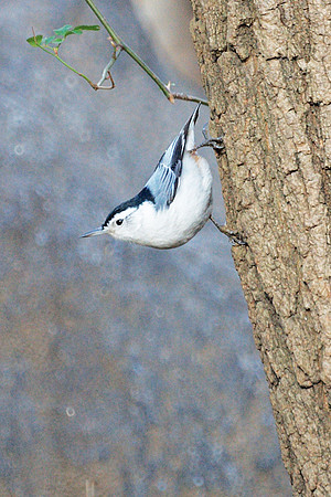 White-Breasted Nuthatch, Central Park