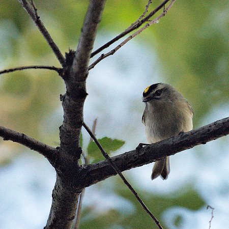 Golden-crowned Kinglet, Central Park