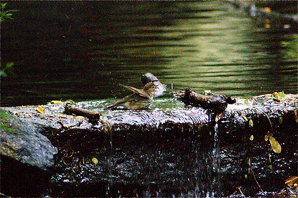 Veery, bathing