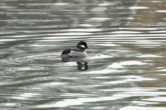Bufflehead, Turtle Pond
