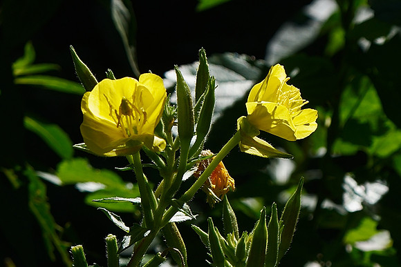 primroses