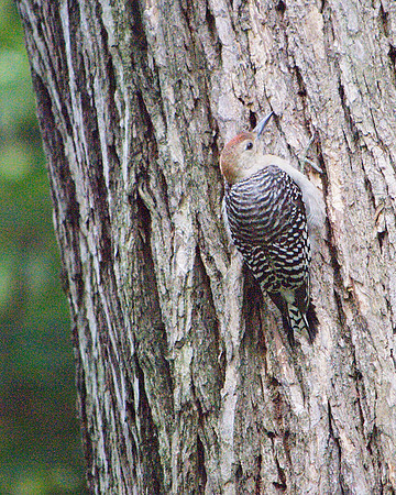 Red-Bellied Woodpecker, Theodore Roosevelt Park