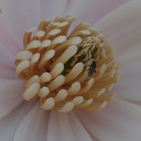 fly and flower