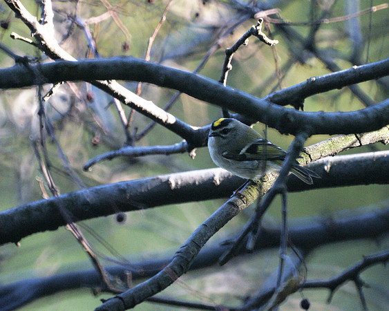 Golden-crowned Kinglet, Central Park