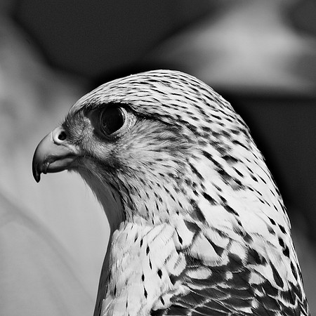 Gyrfalcon