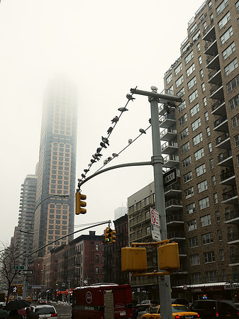 Pigeon arrangement