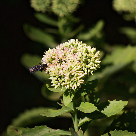 Wasp enjoyment