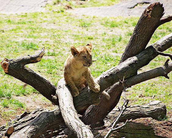 Lion Cub, Bronx Zoo