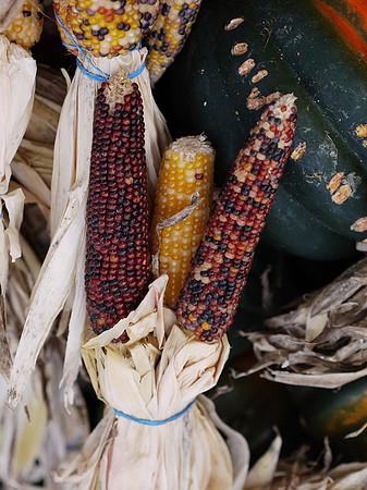 Indian Corn, Union Square Greenmarket