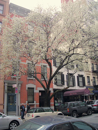 callery pear in bloom