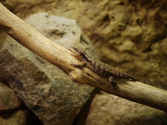 Tropical Gridled Lizard