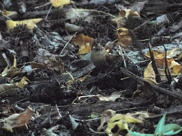 Wren and sweetgum seed pods