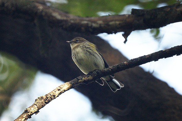 Confusing Fall Warbler